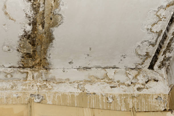 Best Mold Odor Removal Services  in Ishpeng, MI