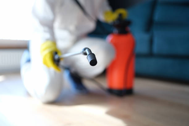 Best Mold Damage Restoration  in Ishpeng, MI