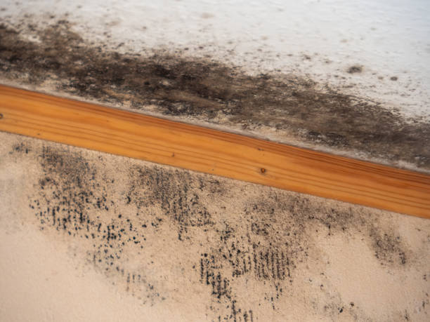 Best Water Damage & Mold Remediation  in Ishpeng, MI