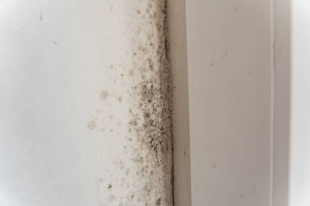 Best Real Estate Mold Inspection  in Ishpeng, MI