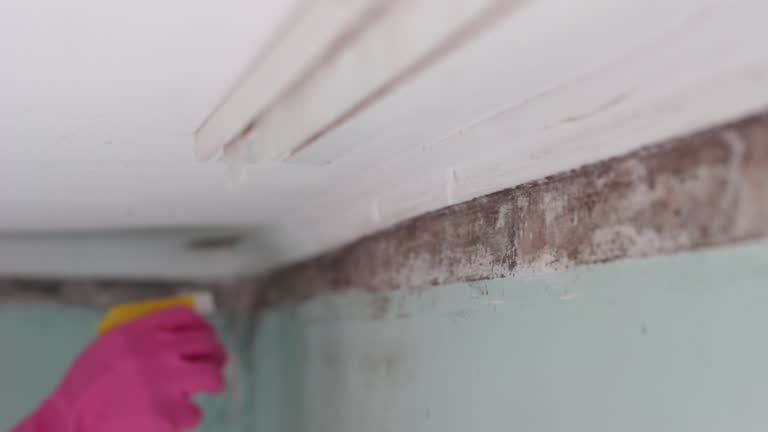 Best Post-Construction Mold Inspection  in Ishpeng, MI